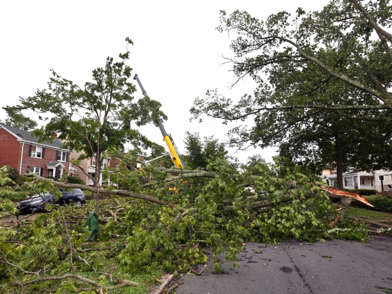 emergency tree service